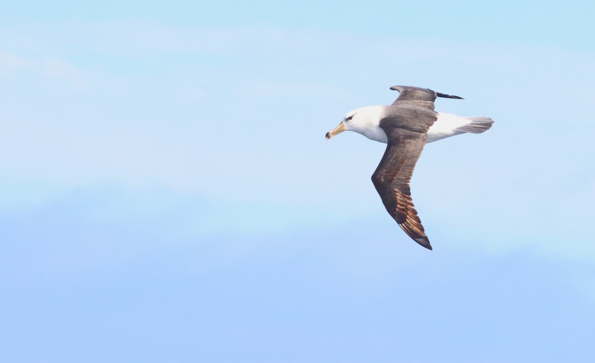 Black-browed Albatross - ML646758409
