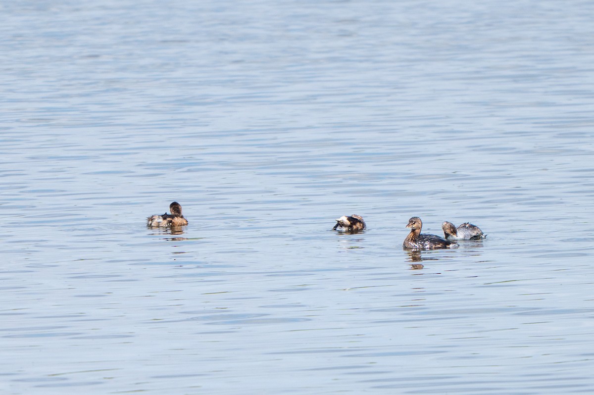 Pied-billed Grebe - ML646758411