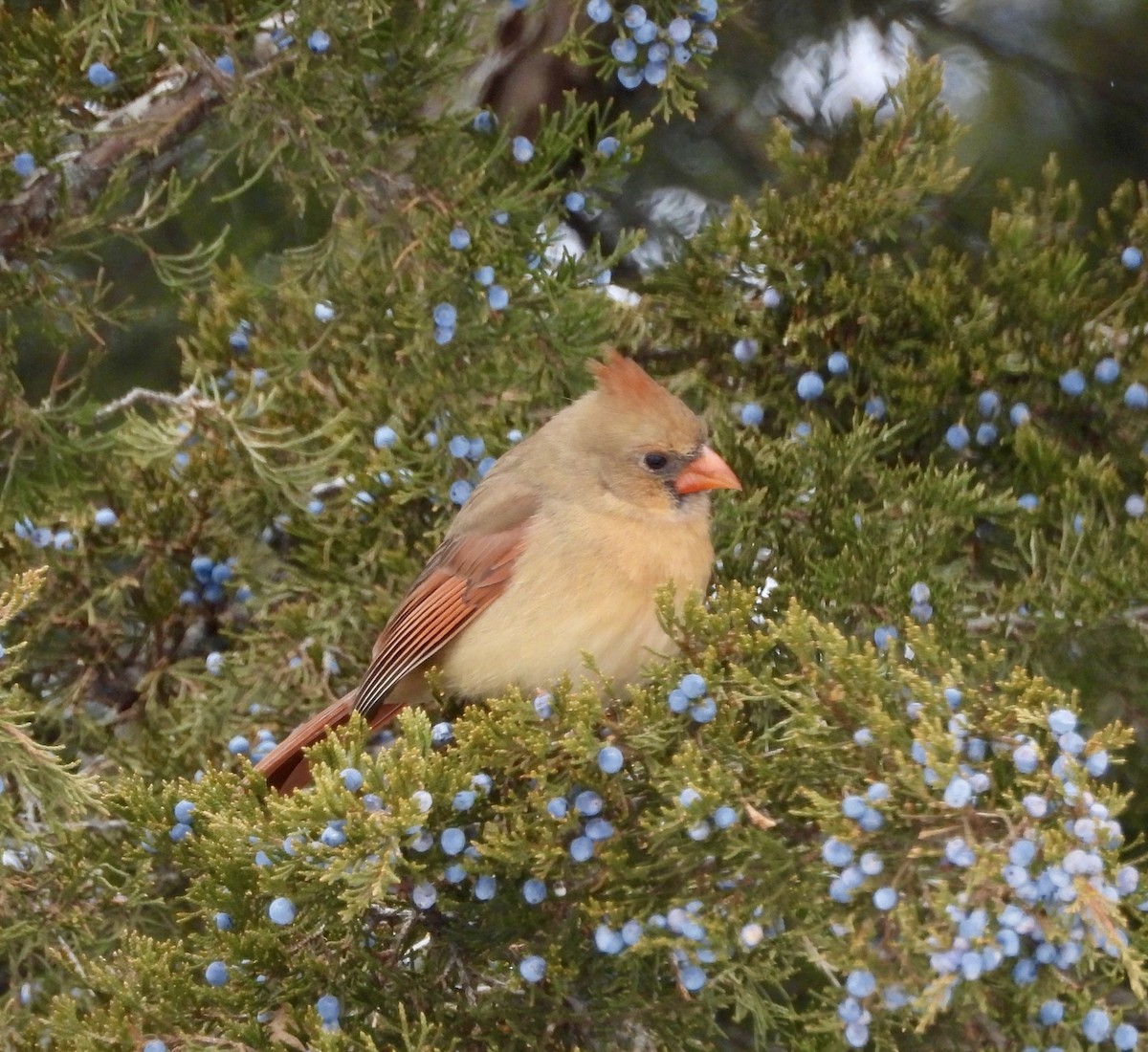 Kardinal arrunta - ML646758413