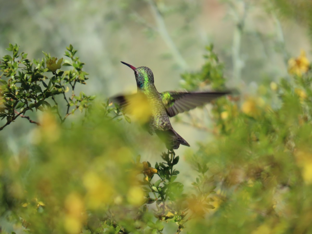 Broad-billed Hummingbird - ML646758419