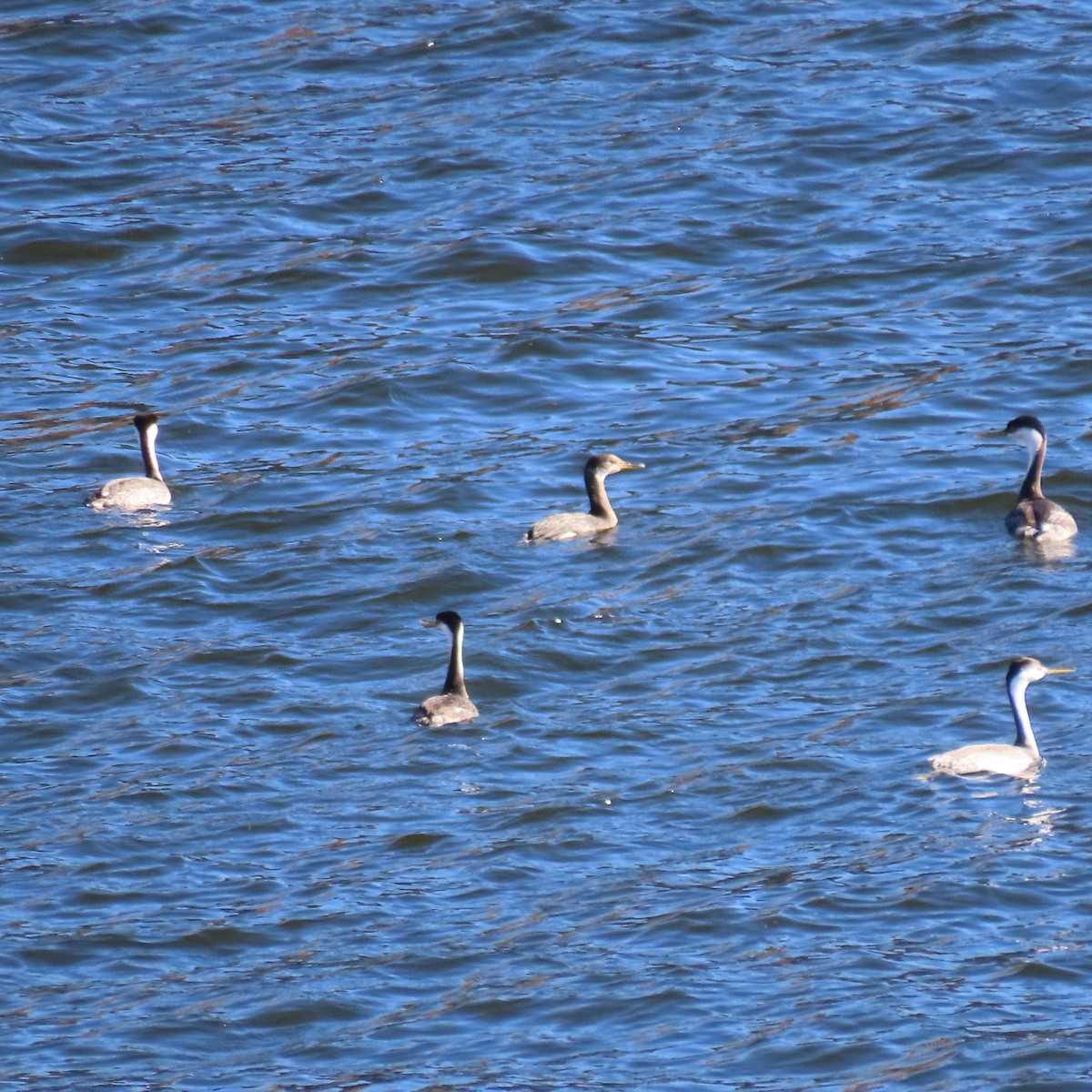 Clarktaucher - ML646758421