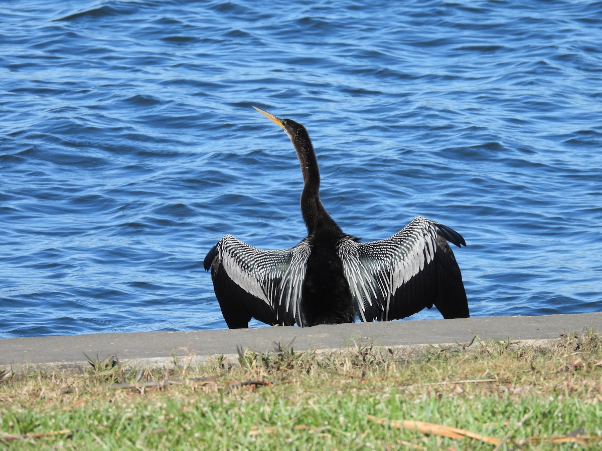נחשון אמריקני - ML646758423