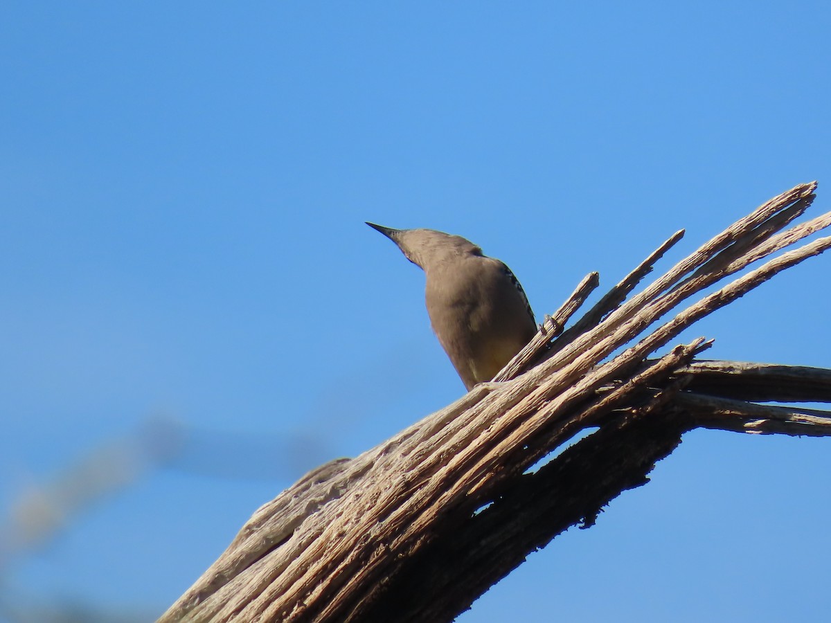 Gila Woodpecker - ML646758426