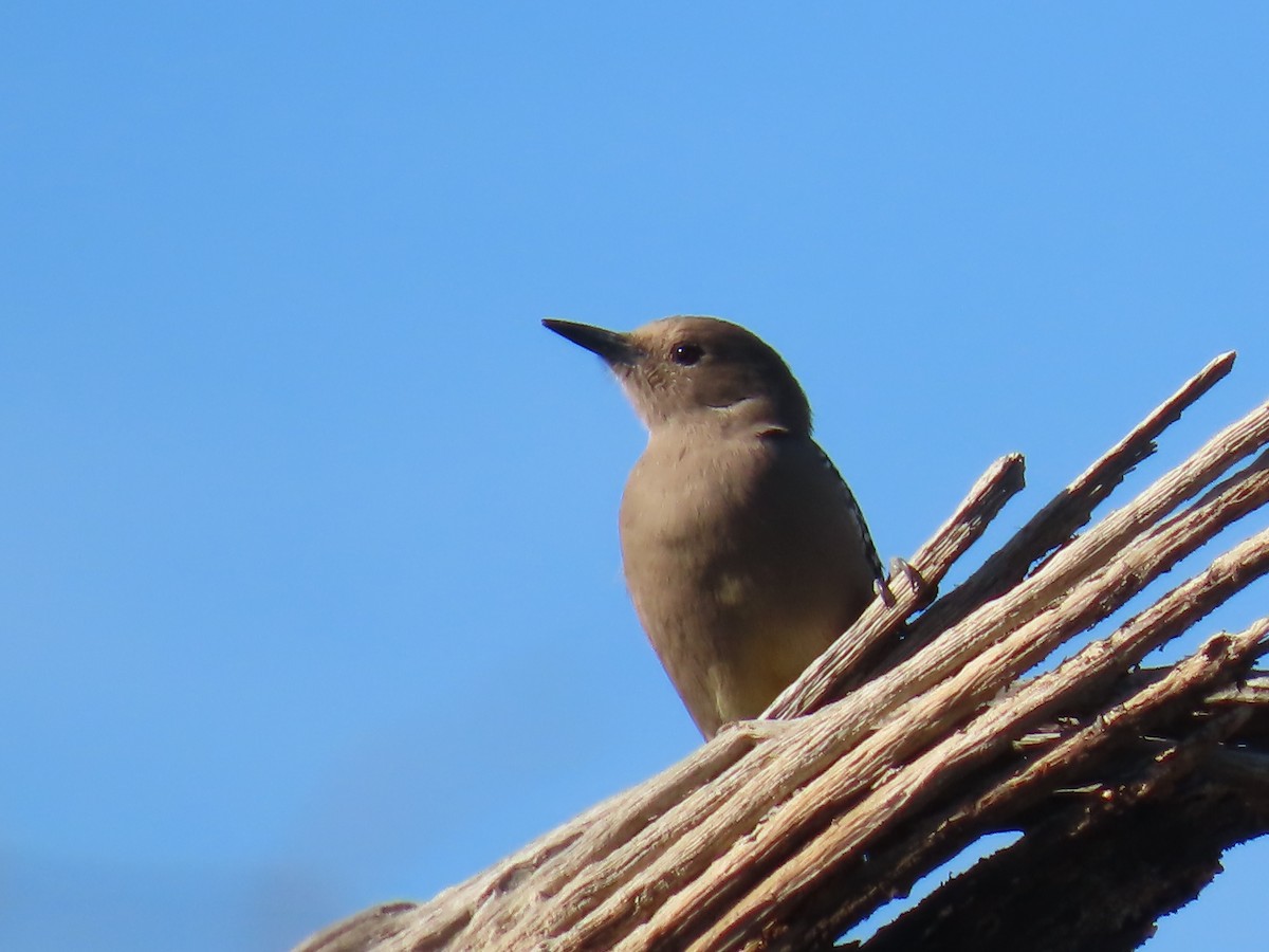 Gila Woodpecker - ML646758429