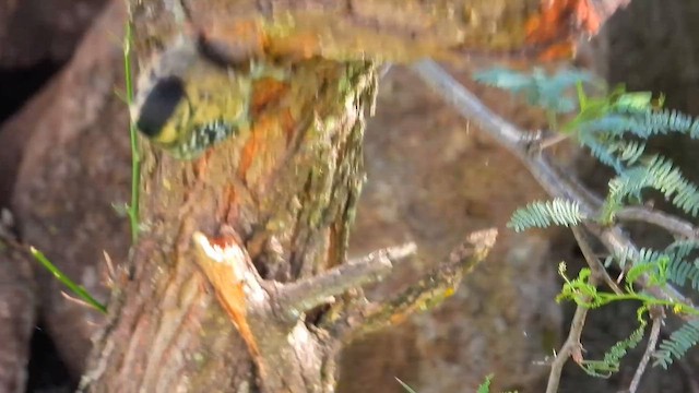 Ladder-backed Woodpecker - ML646758430