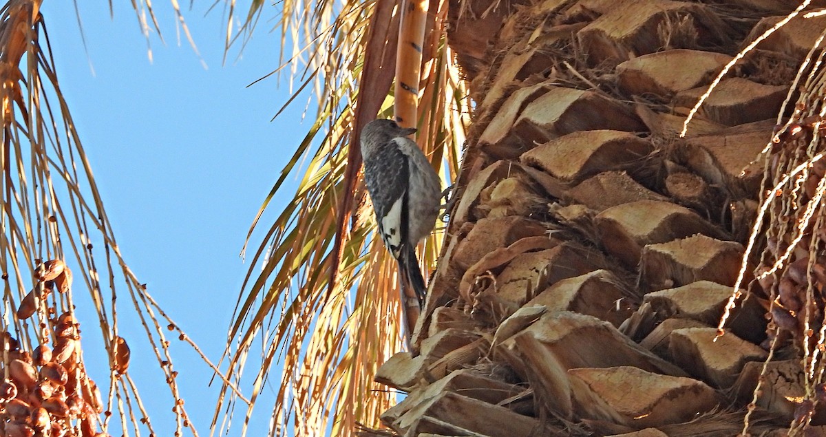 Red-headed Woodpecker - ML646758431