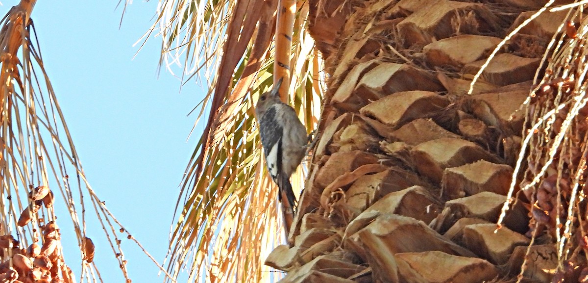 Red-headed Woodpecker - ML646758432