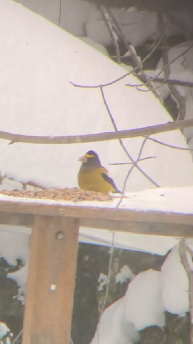 Evening Grosbeak - ML646758433