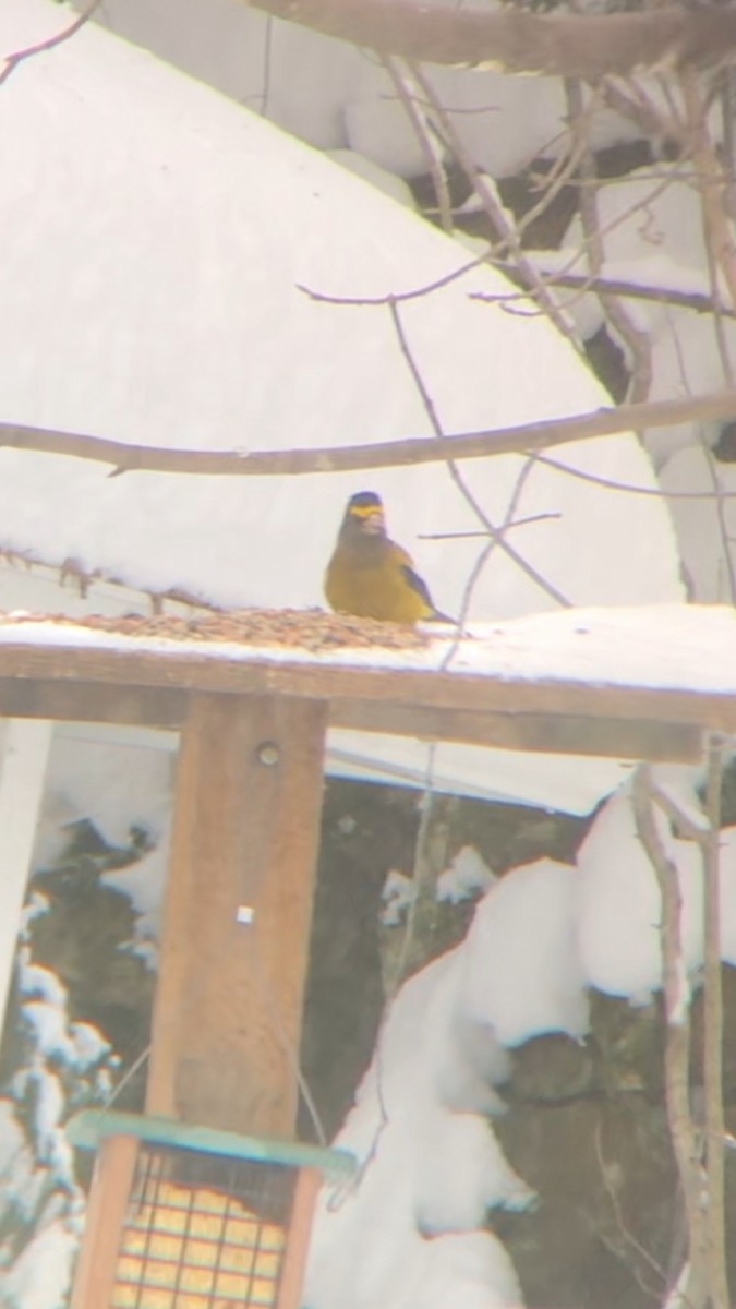 Evening Grosbeak - ML646758434