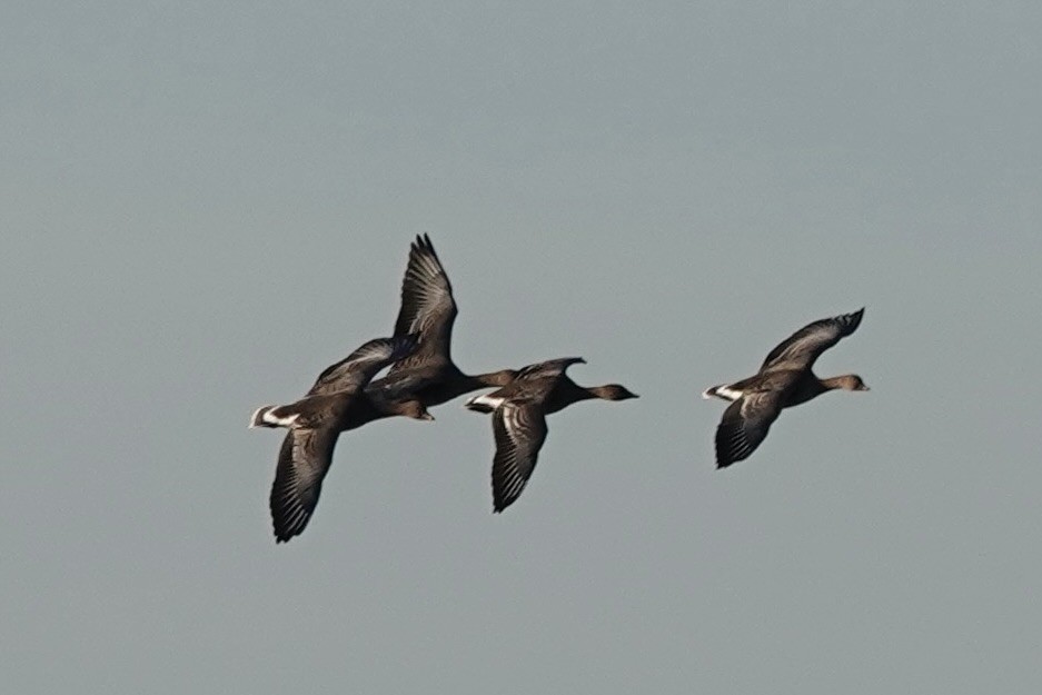 Tundra Bean-Goose - ML646758439