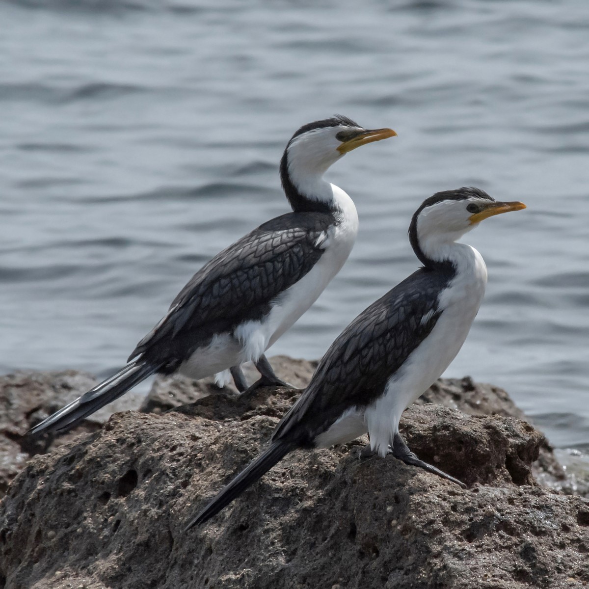 Cormorán Piquicorto - ML646758441