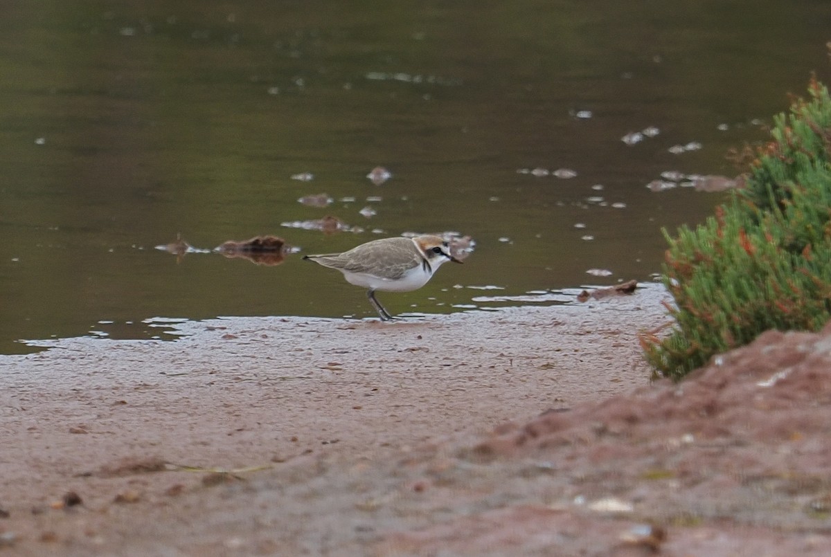 Пісочник морський - ML646758442