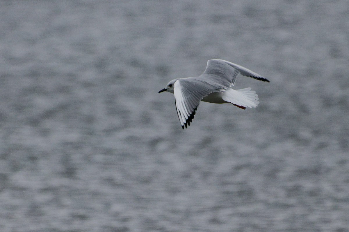 Бонапартова чайка - ML646758444