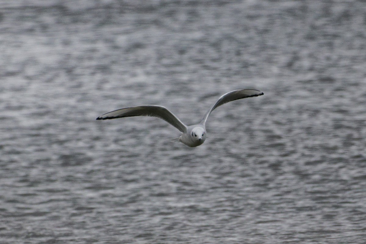 Бонапартова чайка - ML646758445