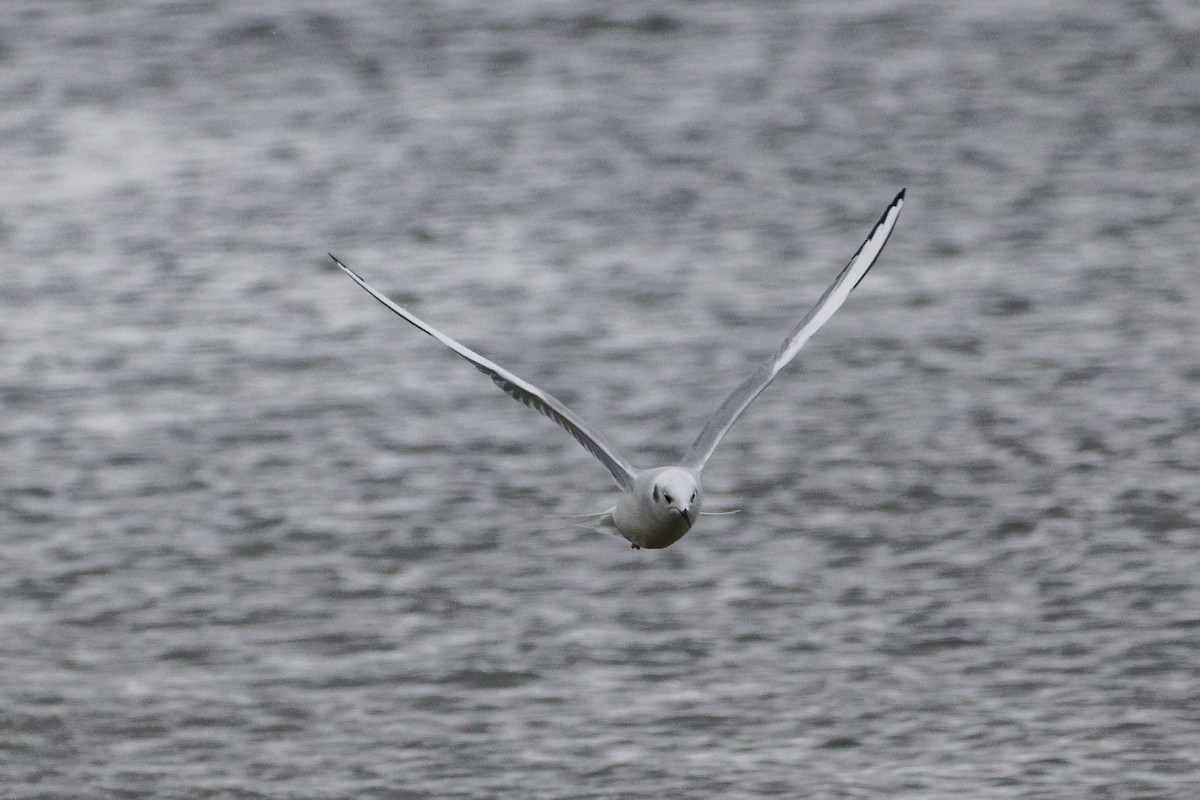 Бонапартова чайка - ML646758446