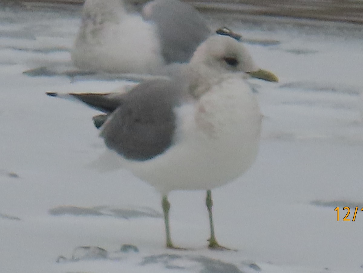 Short-billed Gull - ML646758453