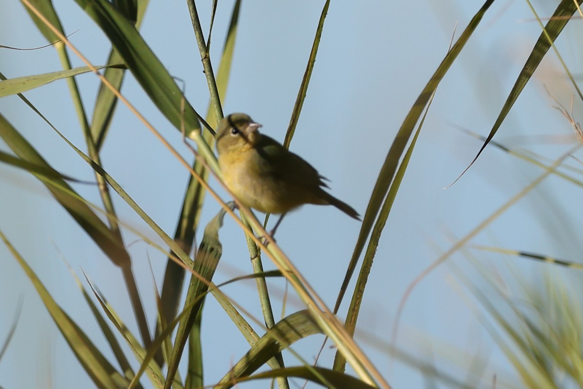 Painted Bunting - ML646758454
