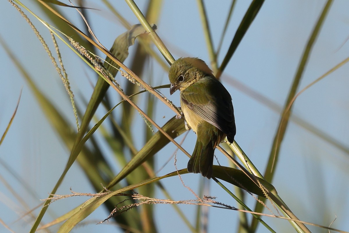 Painted Bunting - ML646758456