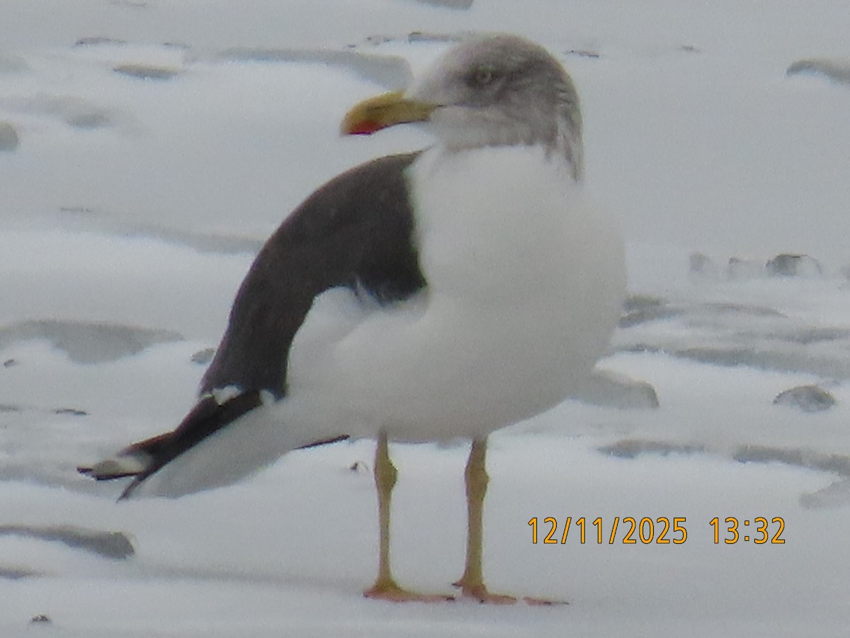 Lesser Black-backed Gull - ML646758457