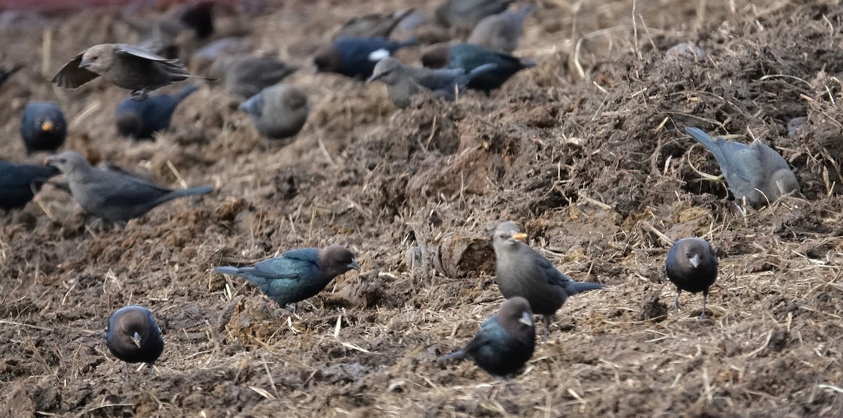 Вашер буроголовий - ML646758458