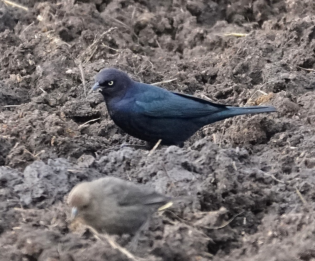 Трупіалець пурпуровий - ML646758465