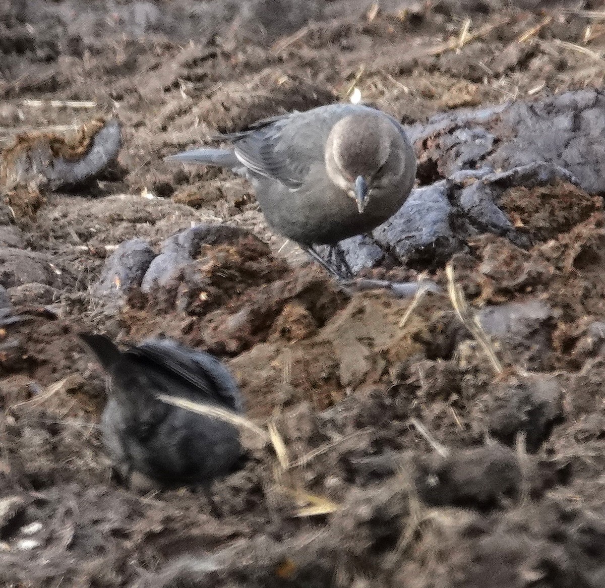 Трупіалець пурпуровий - ML646758466