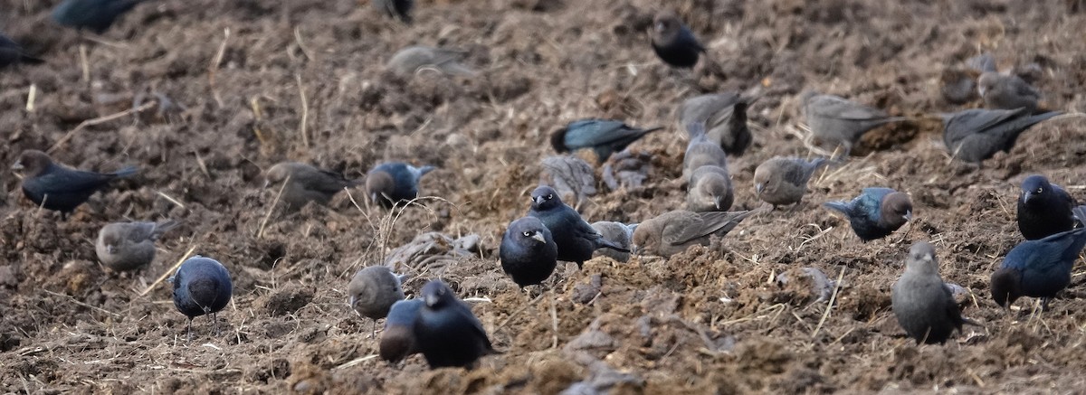 Трупіалець пурпуровий - ML646758467