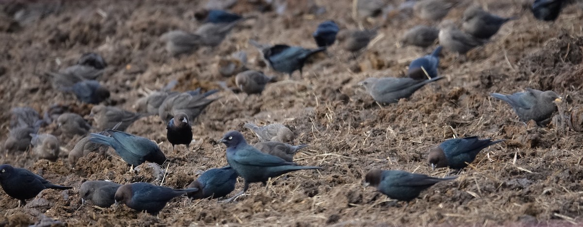 Трупіалець пурпуровий - ML646758469