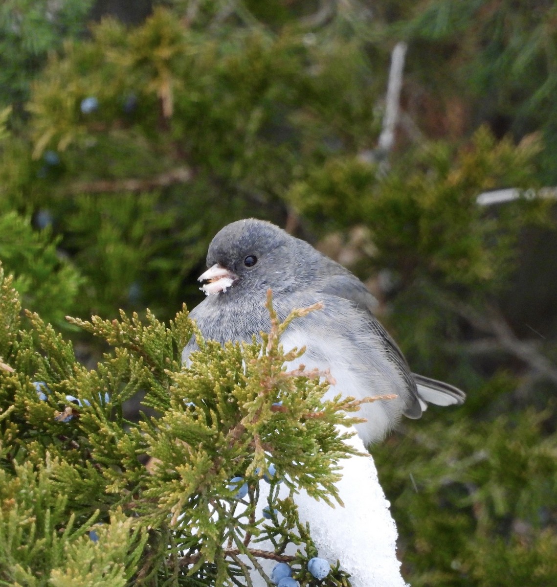 Dark-eyed Junco (Slate-colored) - ML646758470