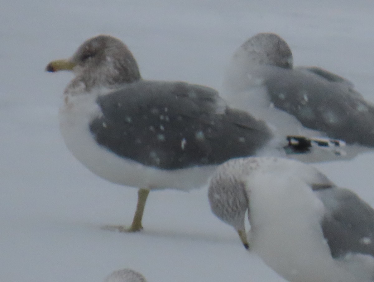 Goéland de Californie - ML646758471