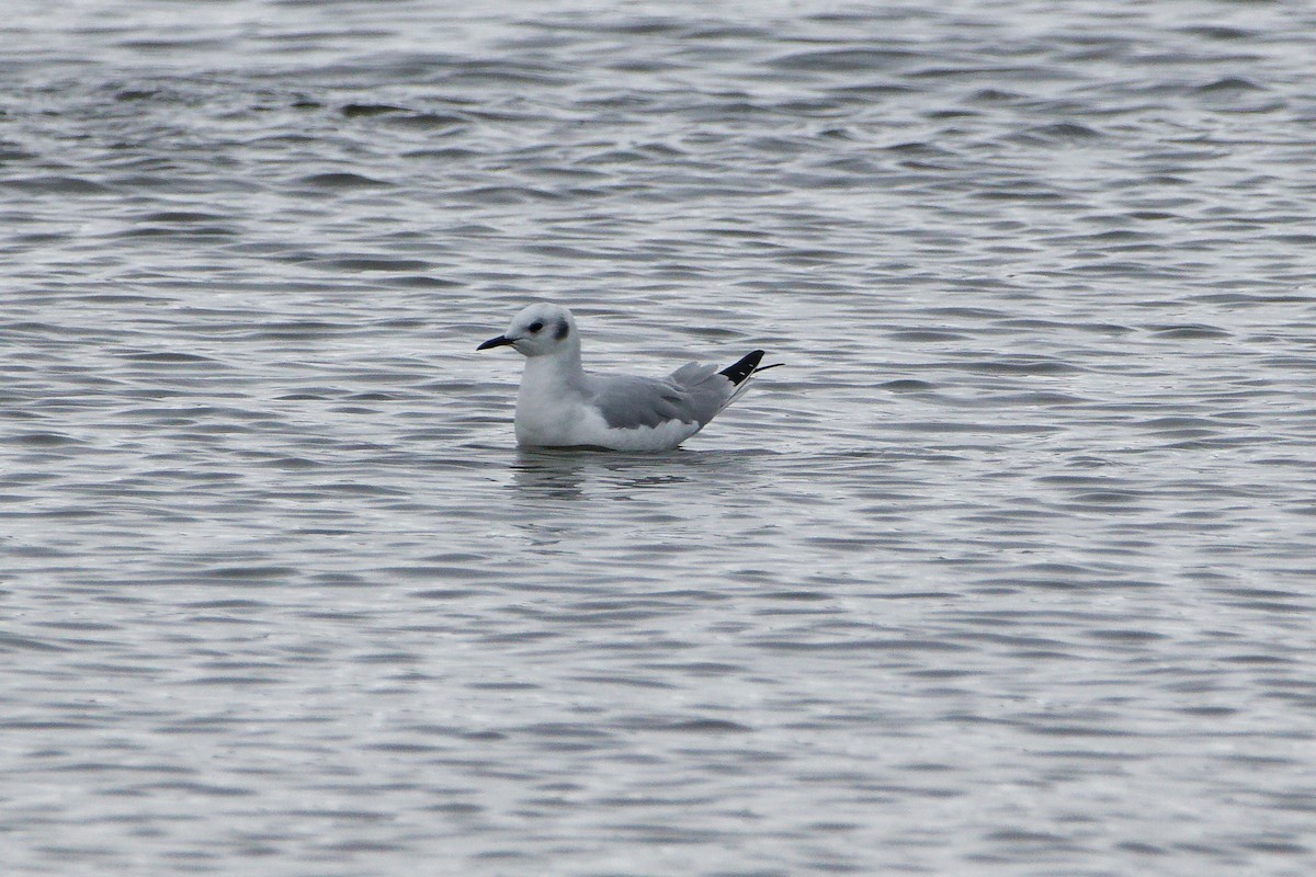 Бонапартова чайка - ML646758475