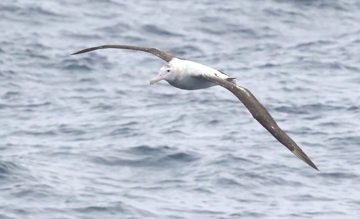 Snowy Albatross - ML646758476