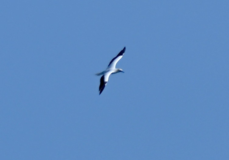 Red-footed Booby - ML646758477