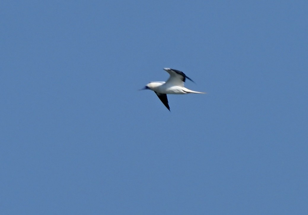 Red-footed Booby - ML646758478