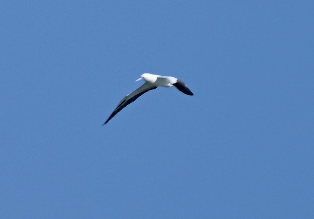 Red-footed Booby - ML646758479
