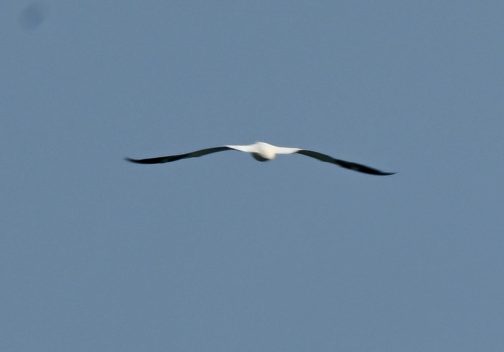Red-footed Booby - ML646758480