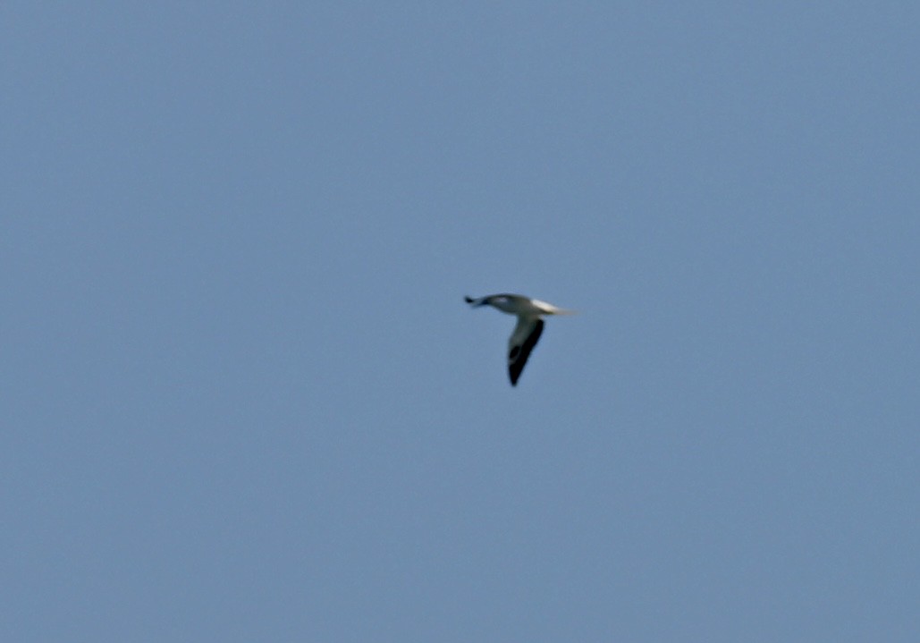 Red-footed Booby - ML646758482