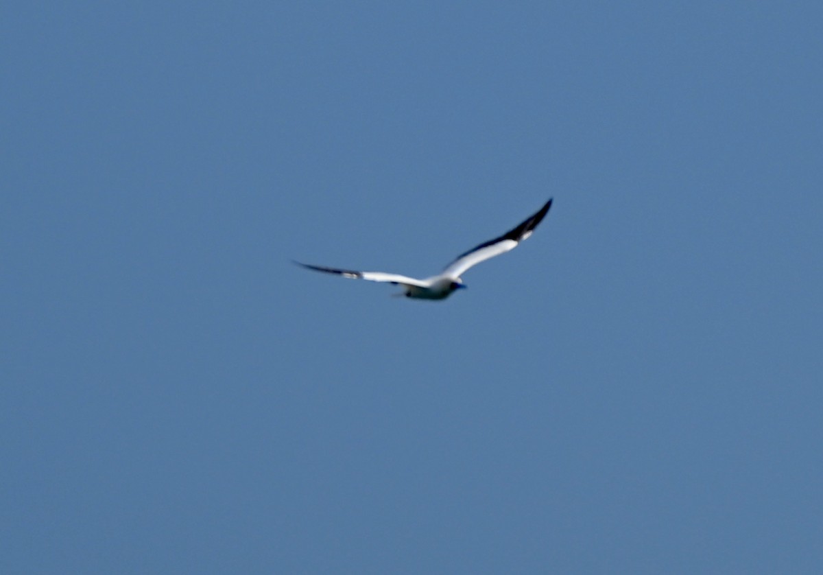 Red-footed Booby - ML646758483