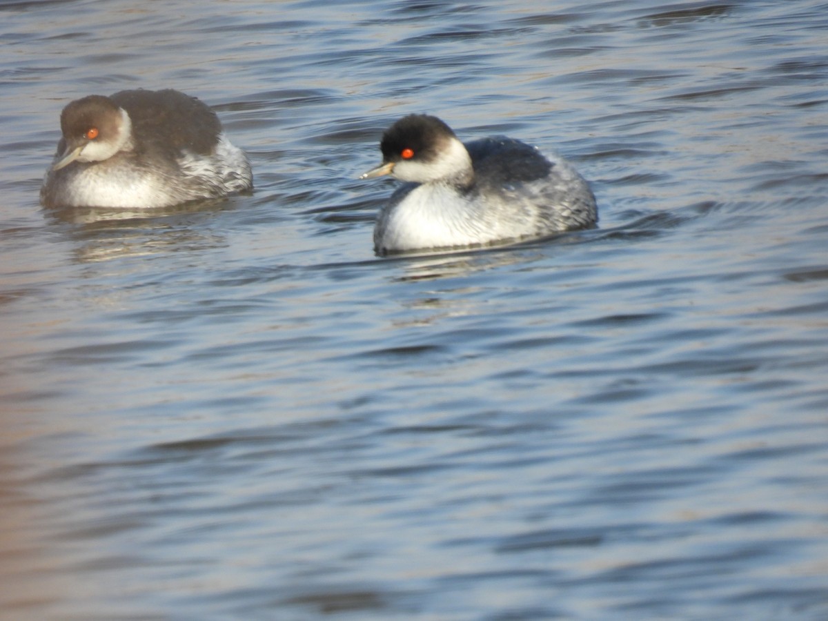 Grèbe à cou noir - ML646758484