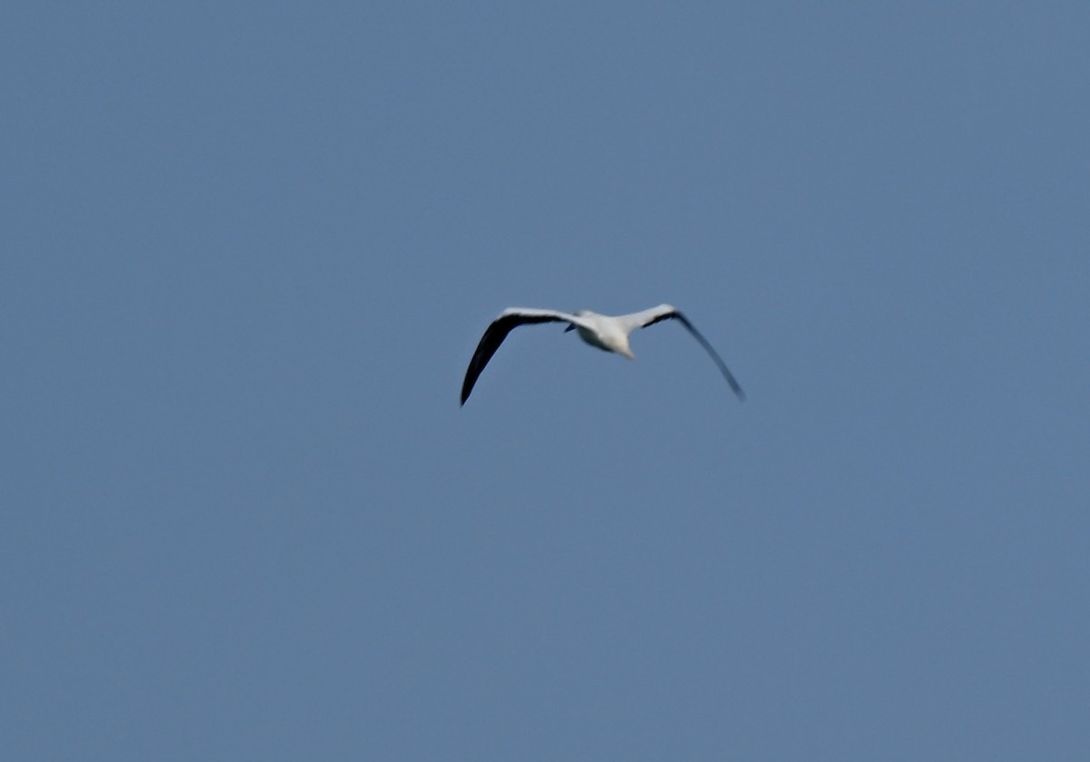 Red-footed Booby - ML646758485