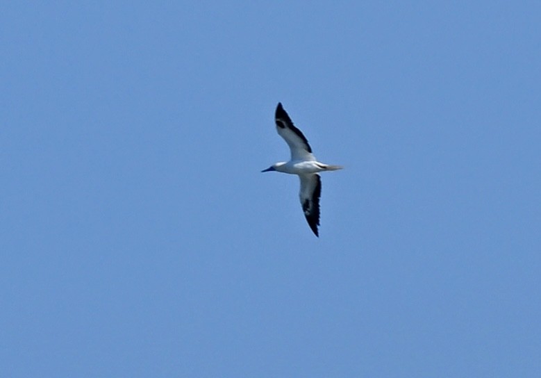 Red-footed Booby - ML646758486