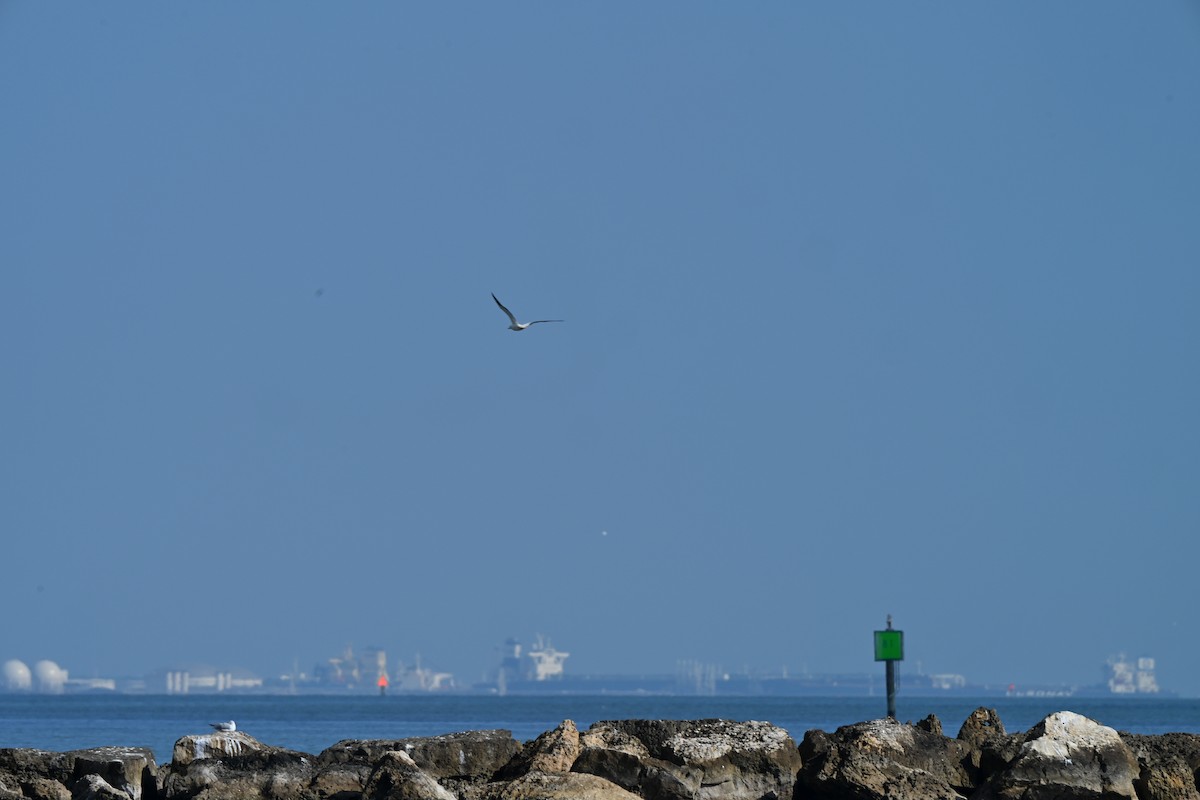 Red-footed Booby - ML646758488