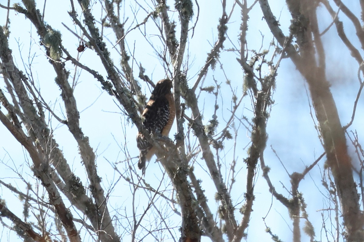Red-shouldered Hawk - ML646758490
