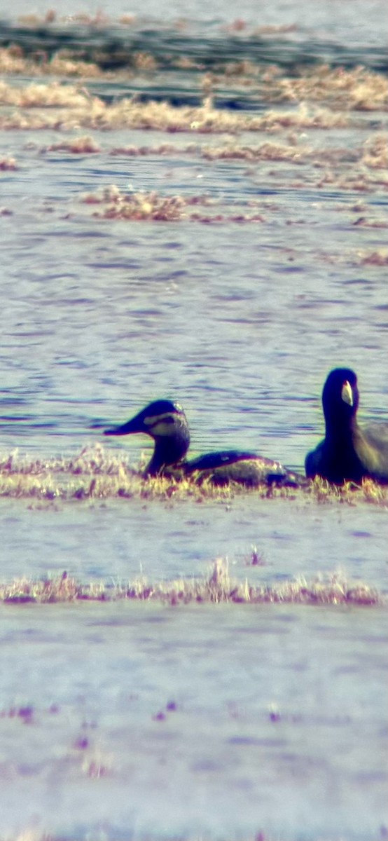 Ruddy Duck - ML646758492