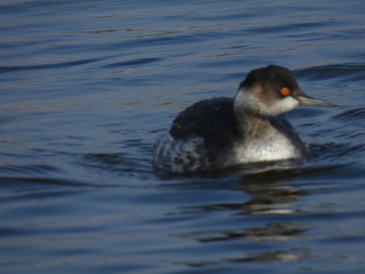 Grèbe à cou noir - ML646758494