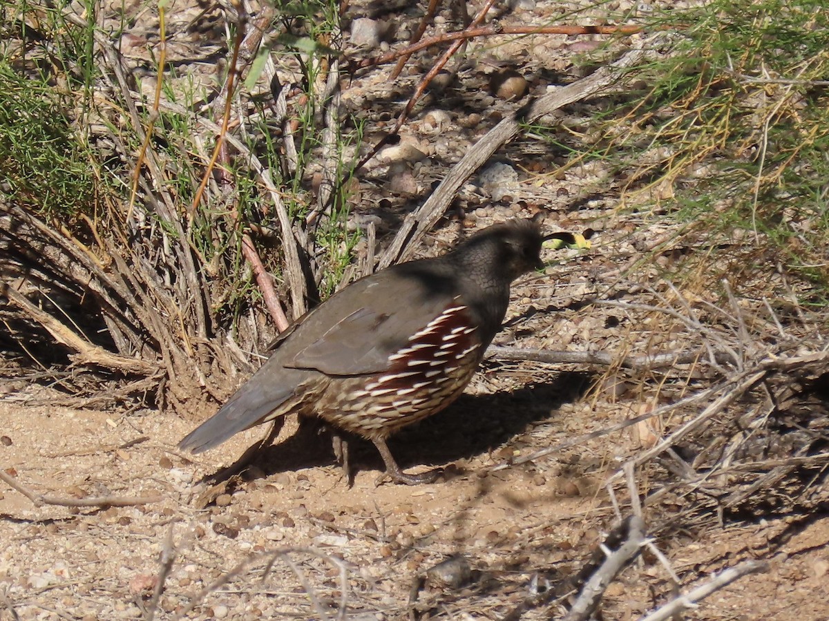 Gambel's Quail - ML646758499