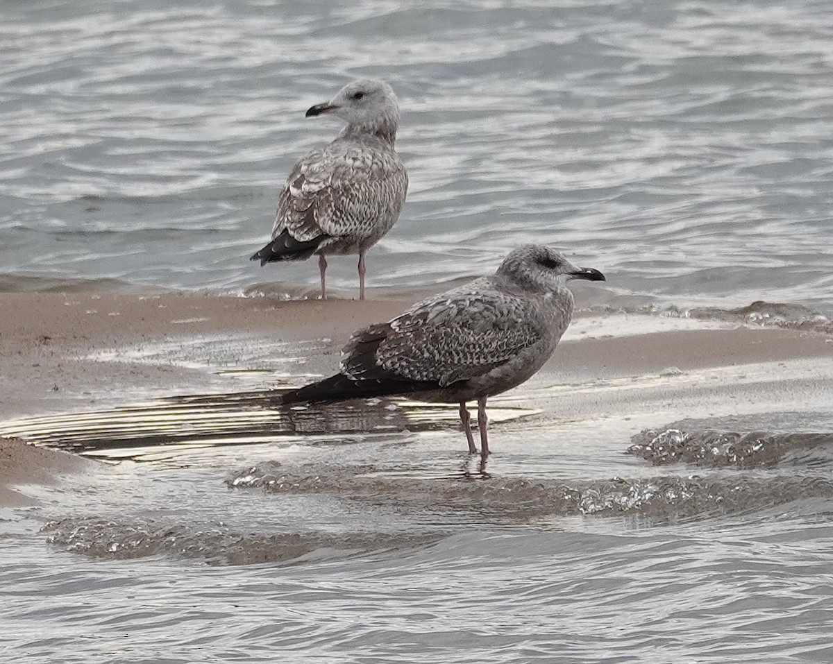 Мартин американський - ML646758500