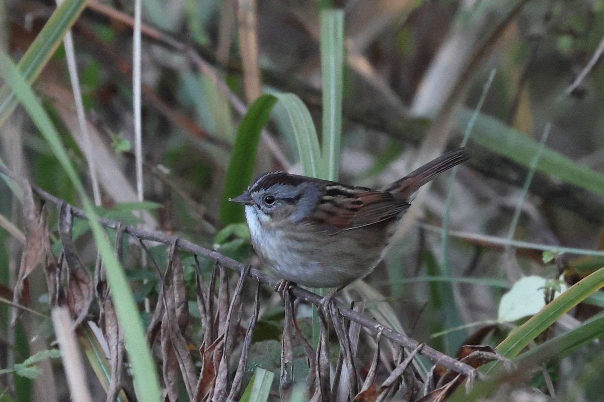 Swamp Sparrow - ML646758501