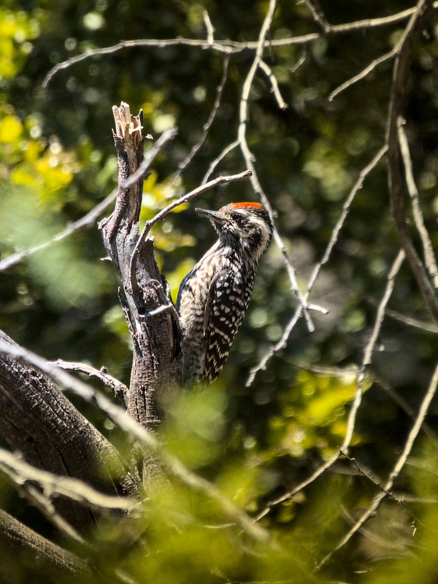 Striped Woodpecker - ML646758502