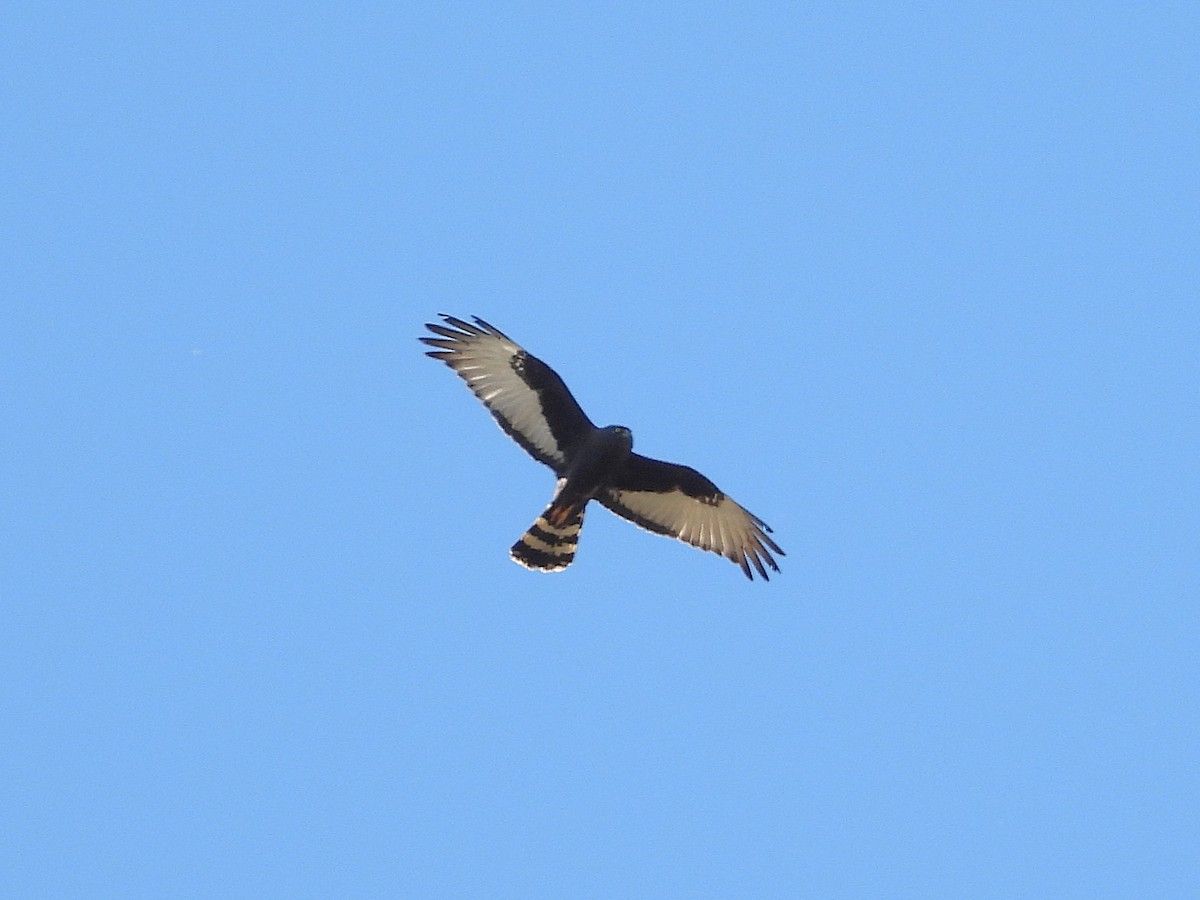 Black Harrier - ML646758503
